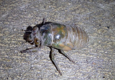 Tibicen Annual Cicada species nymph