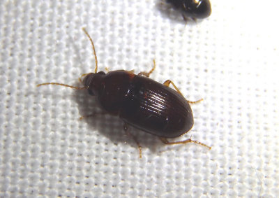 Amara Seed-Eating Ground Beetle species