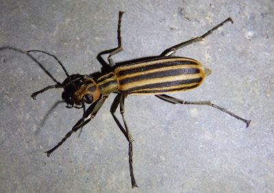 Epicauta vittata; Striped Blister Beetle