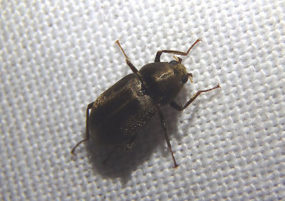 Helichus lithophilus; Long-toed Water Beetle species