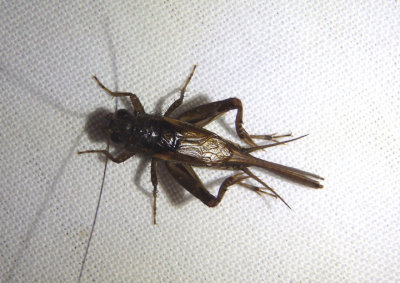 Nemobiinae Ground Cricket species; male