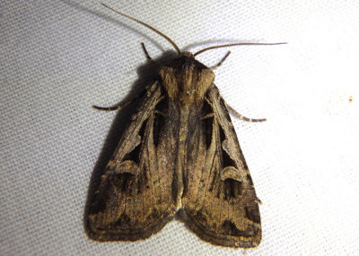 10674-10675 - Feltia subgothica/tricosa complex; Dart Moth species