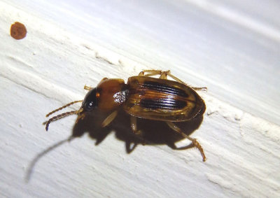 Stenolophus lecontei; LeContes Seedcorn Beetle