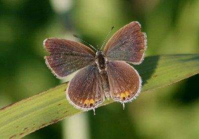 Cupido comyntasue; Eastern Tailed-Blue; female