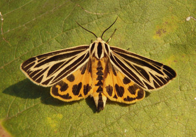 8175 - Grammia virguncula; Little Virgin Tiger Moth