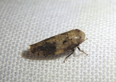 Menosoma cinctum; Leafhopper species 