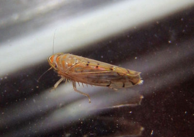 Osbornellus Leafhopper species