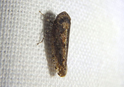 Paraphlepsius Leafhopper species