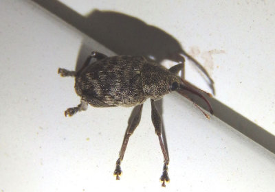 Curculio Acorn Weevil species