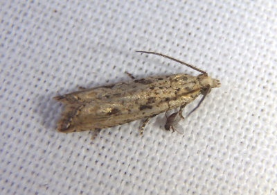 2707 - Bactra verutana; Javelin Moth
