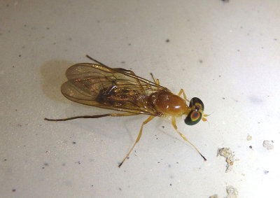 Ptecticus trivittatus; Soldier Fly species