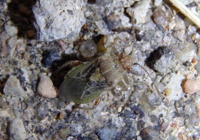 Arhyssus lateralis; Scentless Plant Bug species