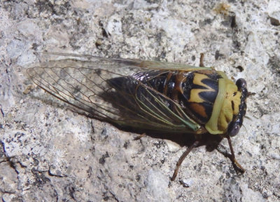 Megatibicen pronotalis; Walker's Cicada