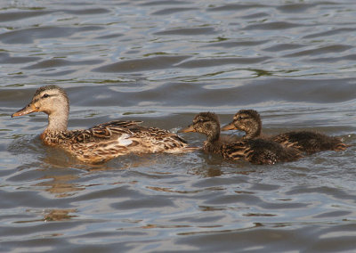 Mallards; female and ducklings