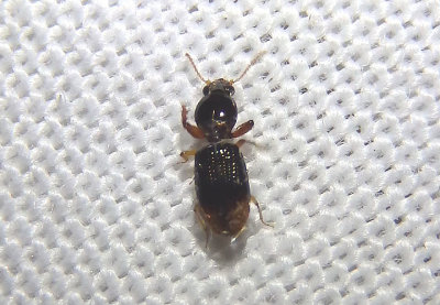 Dyschirius haemorrhoidalis; Ground Beetle species