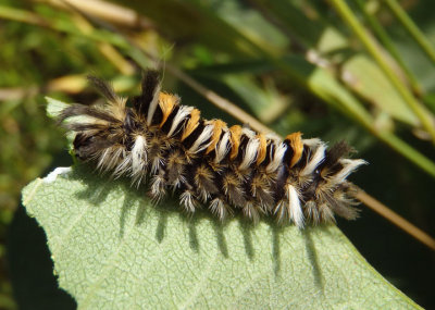 8238 - Euchaetes egle; Milkweed Tussock Moth caterpillar