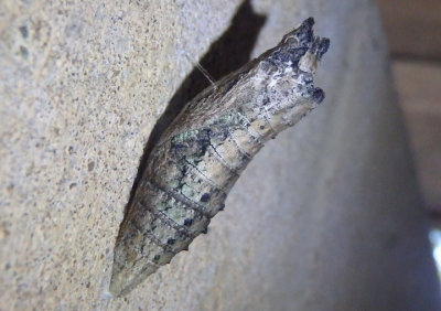 Papilio polyxenes asterius; Black Swallowtail chrysalis