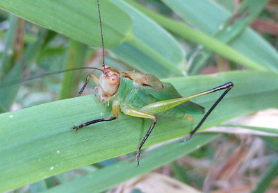 Orchelimum nigripes; Black-legged Meadow Katydid; male
