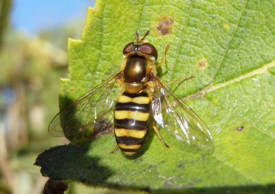 Metasyrphus Syrphid Fly species