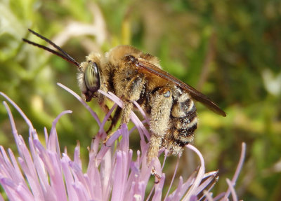 Svastra obliqua obliqua; Long-horned Bee species