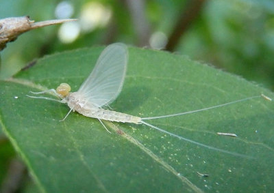 Baetidae Small Minnow Mayfly species; male