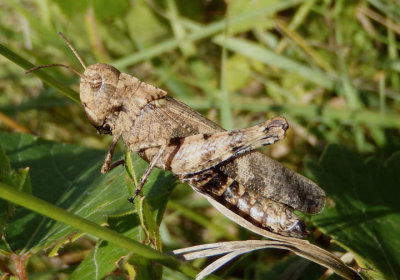 Encoptolophus sordidus; Clouded Grasshopper; female