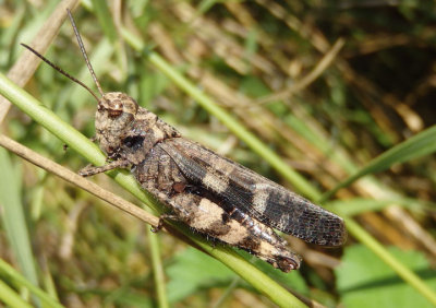 Encoptolophus sordidus; Clouded Grasshopper; male