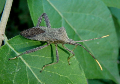 Acanthocephala terminalis; Leaf-footed Bug species