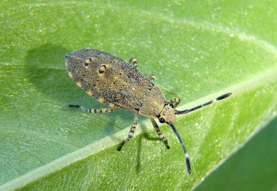 Catorhintha mendica; Leaf-footed Bug species nymph