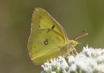 Colias philodice; Clouded Sulphur; male