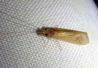 Limnephilidae Northern Caddisfly species