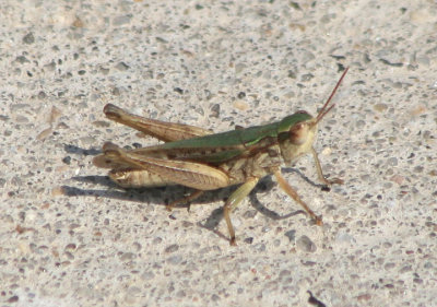Orphulella speciosa; Slantfaced Pasture Grasshopper; male
