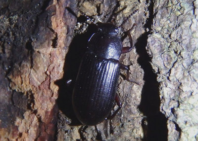 Neatus Darkling Beetle species