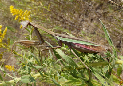 Tenodera sinensis sinensis; Chinese Mantid; female; exotic