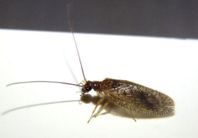 Psectra diptera; Brown Lacewing species