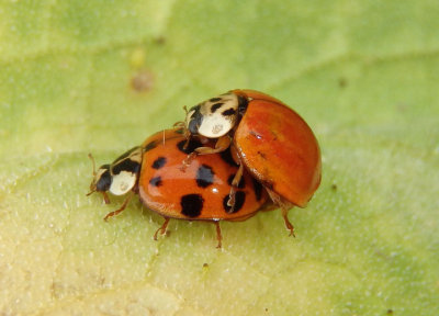 Harmonia axyridis; Multicolored Asian Lady Beetles; exotic