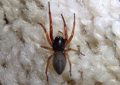 Meriola Spider species