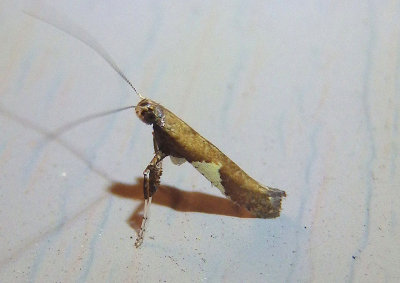 0639 - Caloptilia stigmatella; Leaf Blotch Miner Moth species