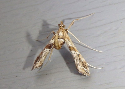 5108 - Lineodes interrupta; Crambid Snout Moth species