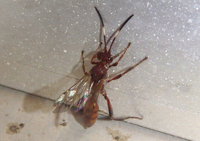 Ichneumonini Ichneumon Wasp species; female