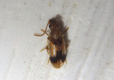 Notoxus desertus; Monocerus Beetle species