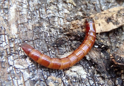Elateridae Click Beetle species larva