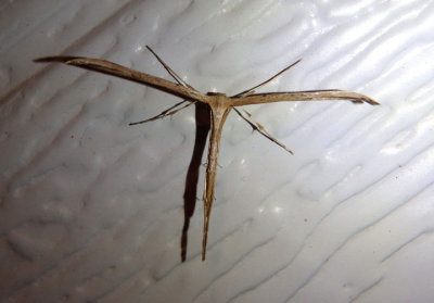 6234 - Emmelina monodactyla; Morning-glory Plume Moth