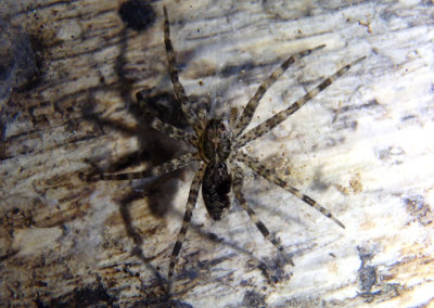 Dolomedes Fishing Spider species; immature