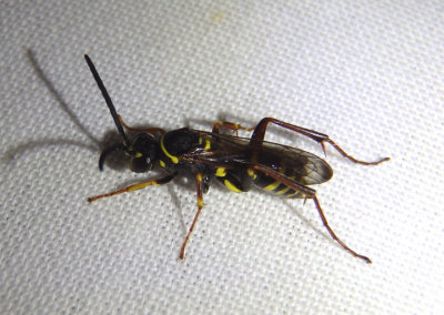 Ceropales maculata; Spider Wasp species