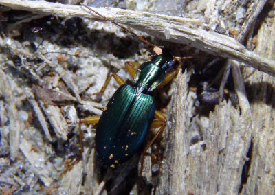Agonum extensicolle; Ground Beetle species