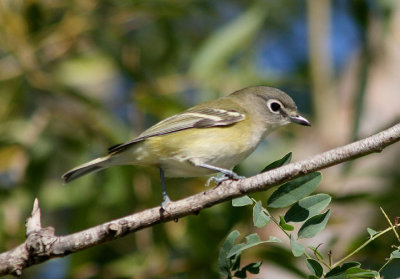 Blue-headed Vireo