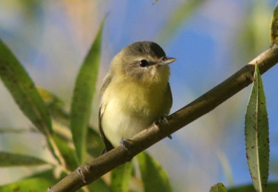 Philadelphia Vireo