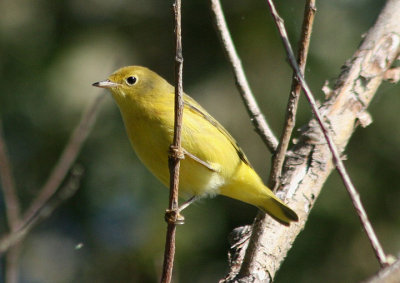 Yellow Warbler; immature
