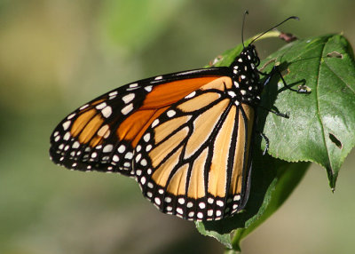 Danaus plexippus; Monarch; male